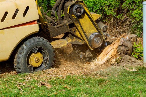 Best Tree Pruning Services  in Bull Shoals, AR